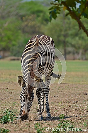 A Zebra at Pazuri Outdoor Park, close by Lusaka in Zambia. Stock Photo