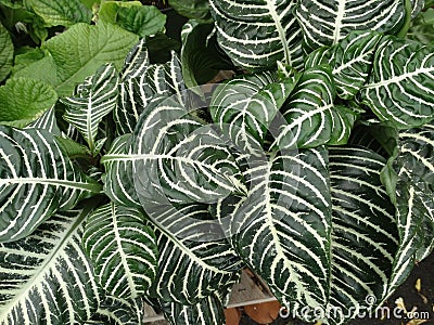 Zebra plant, Aphelandra squarrosa Stock Photo