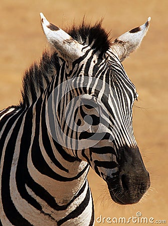 Zebra Portrait Stock Photo