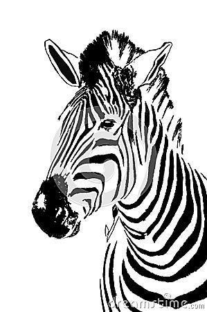 Zebra portrait Stock Photo