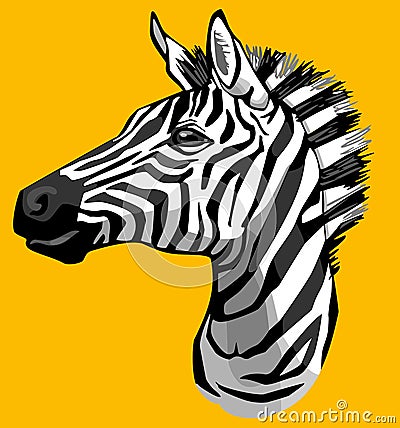 Zebra Portrait Stock Photo