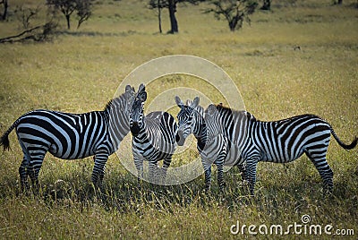 Zebra posse Stock Photo