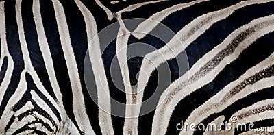 Zebra print, animal skin, tiger stripes, abstract pattern, line Cartoon Illustration