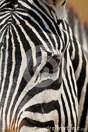 Zebra Profile Stock Photo