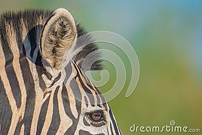 Zebra profile to the side Stock Photo