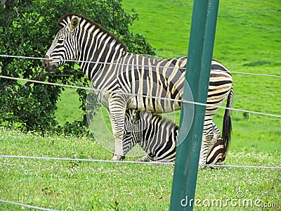 Zebra in Protection Reserve Stock Photo