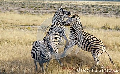 Zebra rearing up in fighting pose. Stock Photo