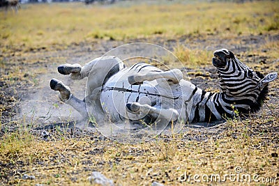 Zebra rolling around on the ground Stock Photo