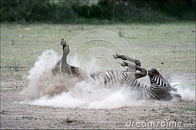 ZEBRA ROLLING IN THE DUST Stock Photo