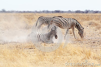 Zebra rolling on dusty white sand Stock Photo