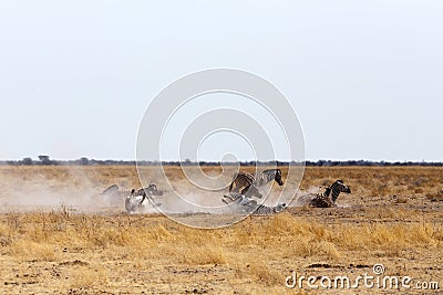 Zebra rolling on dusty white sand Stock Photo