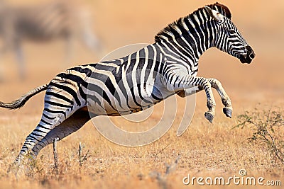 Zebra running and jumping Stock Photo