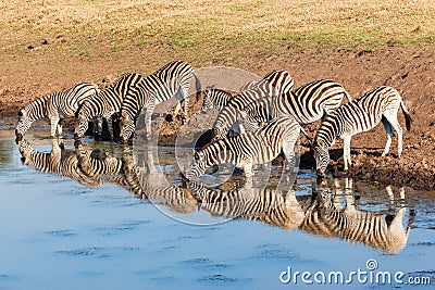 Zebra's Drinking Water Mirror Reflections Stock Photo