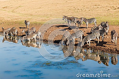 Zebras Wildlife Water Mirror Reflections Stock Photo