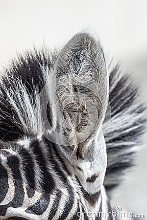 Zebra ear close up Stock Photo