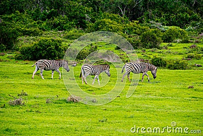 Zebra in schotia private game reserve near addo national park Stock Photo