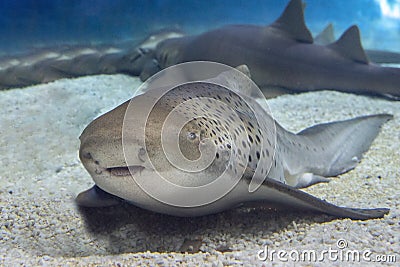 Zebra shark portrait on sand Stock Photo