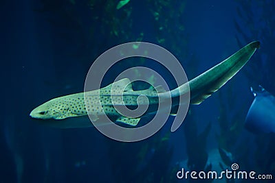 Zebra shark Stegostoma fasciatum Stock Photo