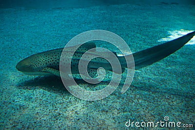 Zebra shark (Stegostoma fasciatum). Stock Photo