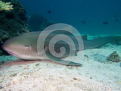 Zebra shark Stock Photo