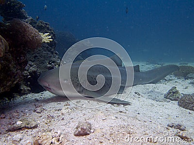 Zebra shark Stock Photo