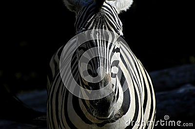 Zebra in light and dark. Stock Photo
