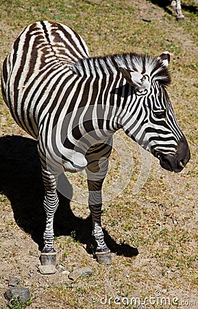 Standing Zebra in Sunlight Stock Photo