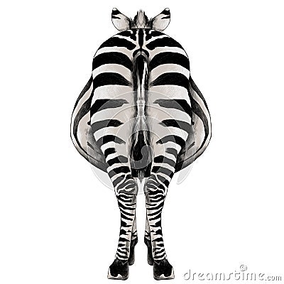 Zebra sketch vector graphics Vector Illustration