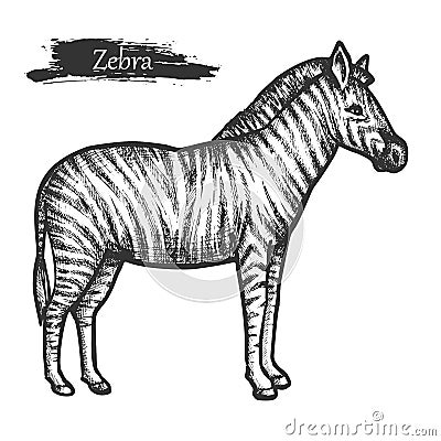 Zebra sketch, zoo and African jungle wild animal Vector Illustration