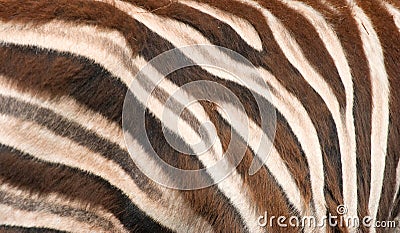 Zebra skin Stock Photo