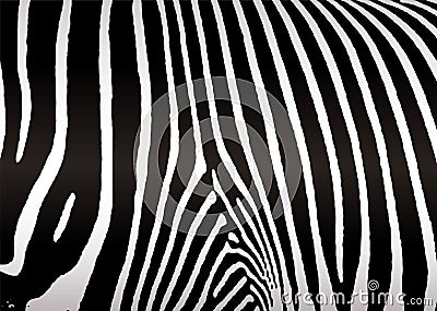 Zebra skin Vector Illustration