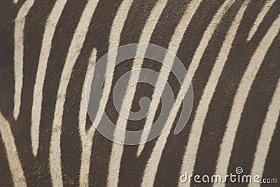 Zebra skin background Stock Photo