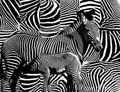 Zebra skin pattern. Stock Photo