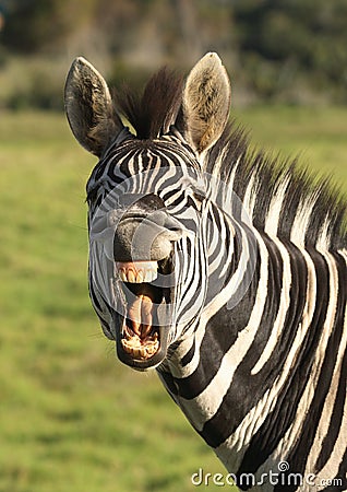 Zebra smile. Stock Photo