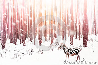 Zebra in a snowy forest. Fantastic fabulous image. Winter dreamland. ÃÂ¡onceptual striped image in pink color Stock Photo