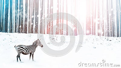 Zebra in a snowy forest. Fantastic fabulous image. Winter dreamland. ÃÂ¡onceptual striped image in pink and blue color Stock Photo