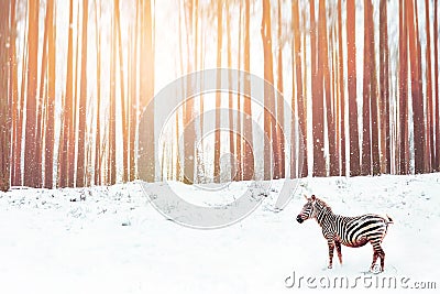 Zebra in a snowy forest. Fantastic fabulous image. Winter multicolored dreamland. ÃÂ¡onceptual striped image. Stock Photo