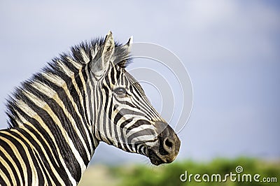 Zebra stallion, standing proud against blue sky Stock Photo