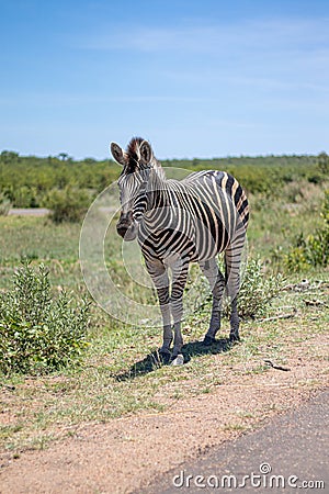 Zebra standing at Kruger National Park Stock Photo
