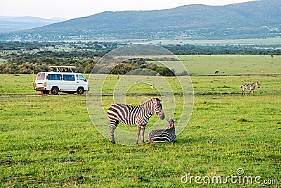 zebra standing in savanna grassland with background of safari tourist car. Masai Mara National Reserve Kenya Stock Photo