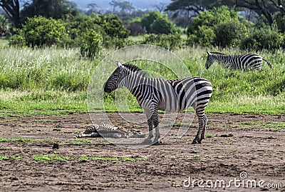 Zebra standing at the sick zebras on the ground Stock Photo