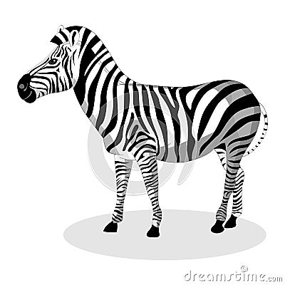 Zebra Vector Illustration