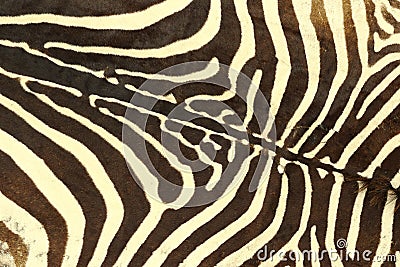Zebra striped pattern Stock Photo