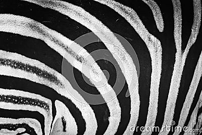 Zebra striped skin fur pattern Stock Photo