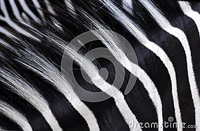 Zebra Stripes Stock Photo