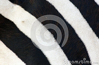 Zebra stripes Stock Photo