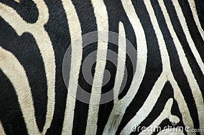 Zebra stripes Stock Photo