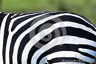 Zebra stripes Stock Photo