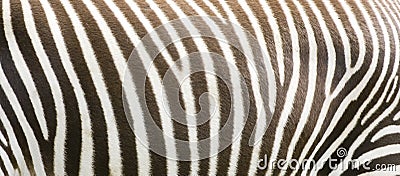 Zebra stripes Stock Photo