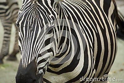 Zebra stripes Stock Photo